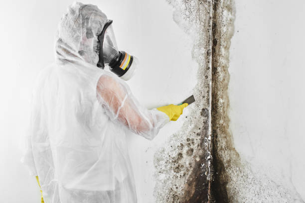 Best Localized Mold Remediation (e.g., coastal areas, humid climates) in Vicksburg, MI