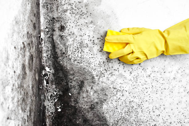 Best Kitchen Mold Remediation in Vicksburg, MI
