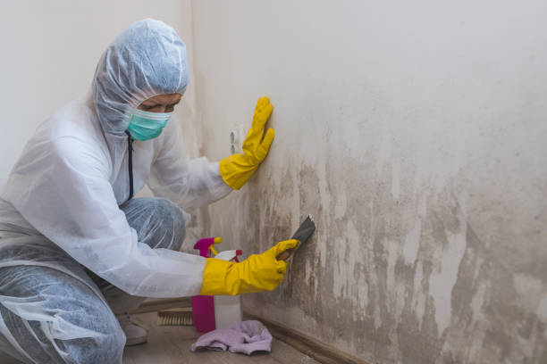 Best Crawl Space Mold Remediation in Vicksburg, MI