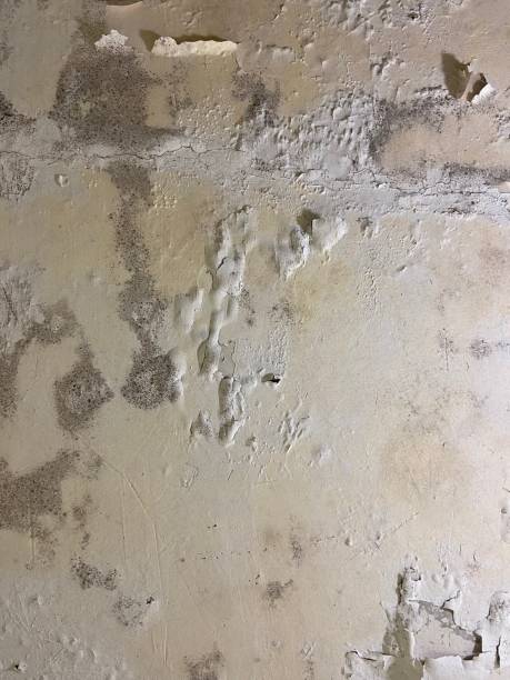 Professional Mold Remediation in Vicksburg, MI