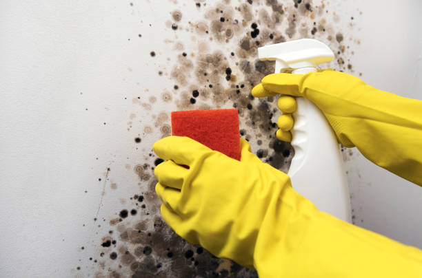 Best Insurance-Related Mold Remediation in Vicksburg, MI