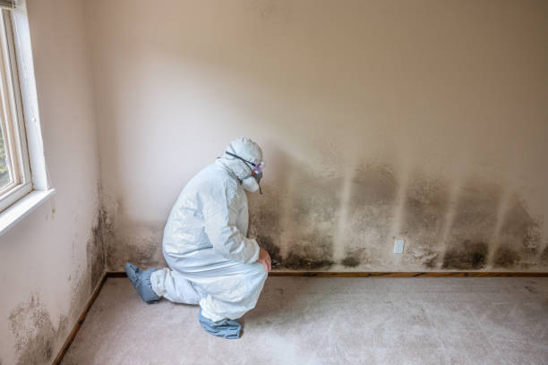 Best Black Mold Remediation in Vicksburg, MI