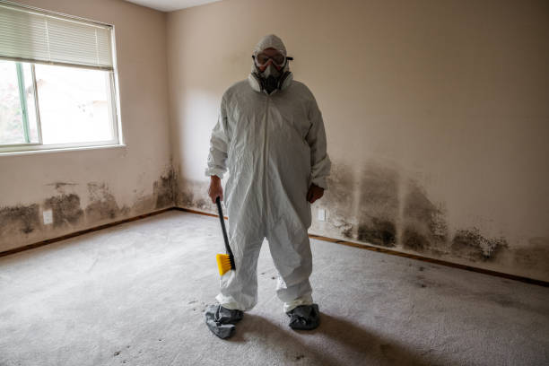 Best Black Mold Remediation in Vicksburg, MI