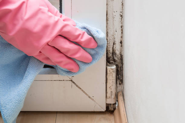 Best Emergency Mold Remediation in Vicksburg, MI
