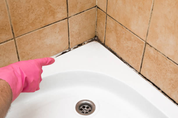 Best White Mold Remediation in Vicksburg, MI