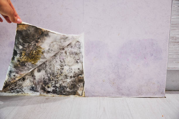 Best DIY Mold Remediation Support Services in Vicksburg, MI